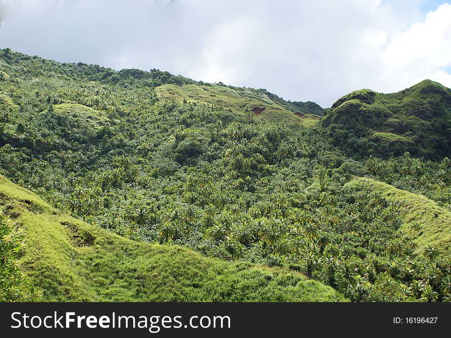 Guam Jungle