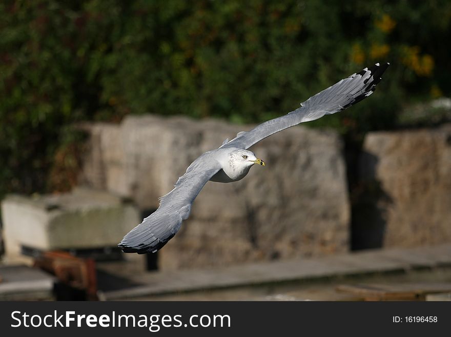 Ring-billed Gull Larus delawarensis in flight in sun