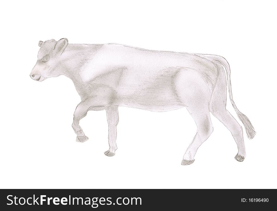Pencil drawing of an angus cow