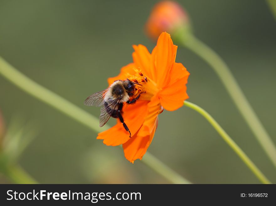 Macro shot of a single bee on orange flower. Macro shot of a single bee on orange flower