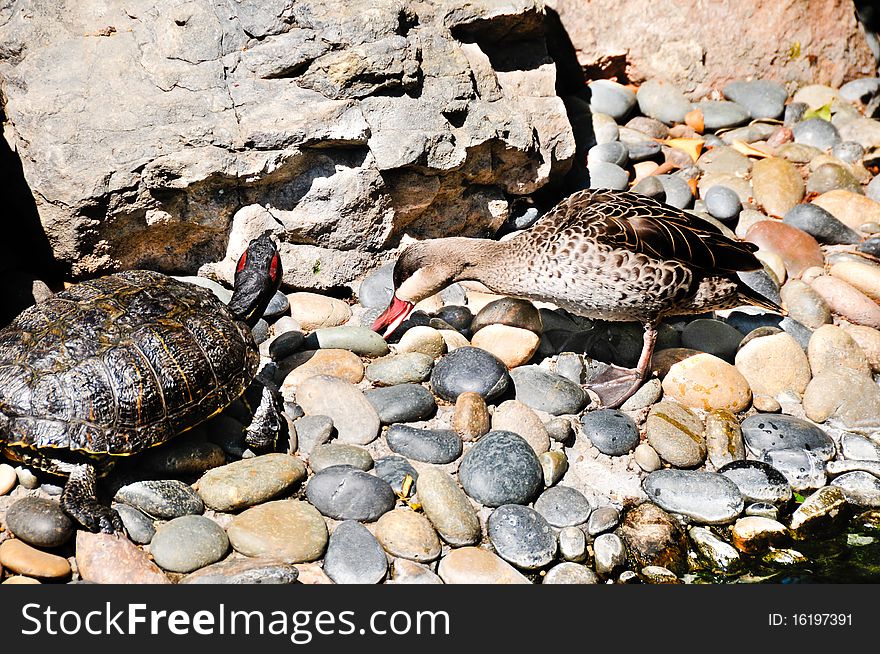 A red eared slider turtle sharing lunch with a duck. A red eared slider turtle sharing lunch with a duck