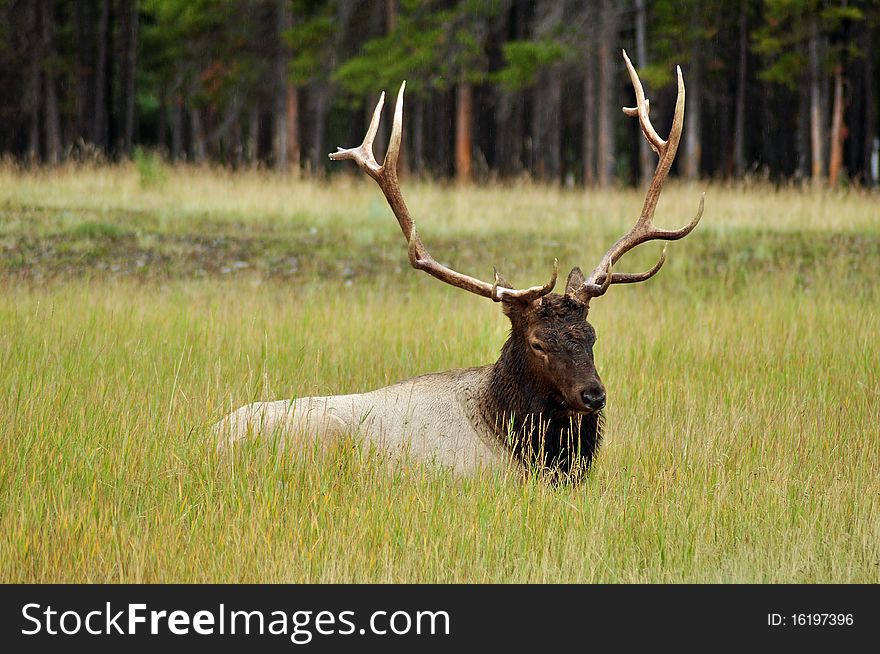 An elk at rest in a grassy field. An elk at rest in a grassy field