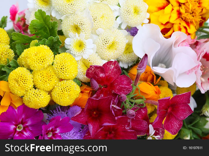 Beautiful colorful flowers close-up. Bright floral background
