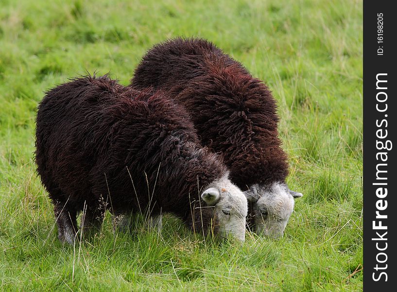 Grazing Herdwick Sheep On An English Meadow