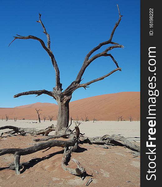 Sossusvlei Desert - Dead tree with sand dunes in the background
