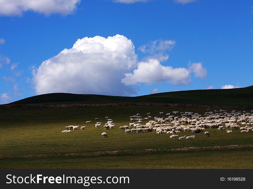 There are many sheep in the grassland