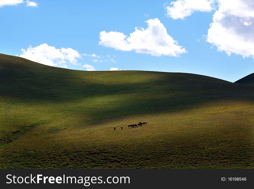 There are a lot of horses on the upland meadow