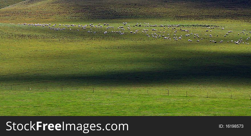 There are many sheep in the pasture