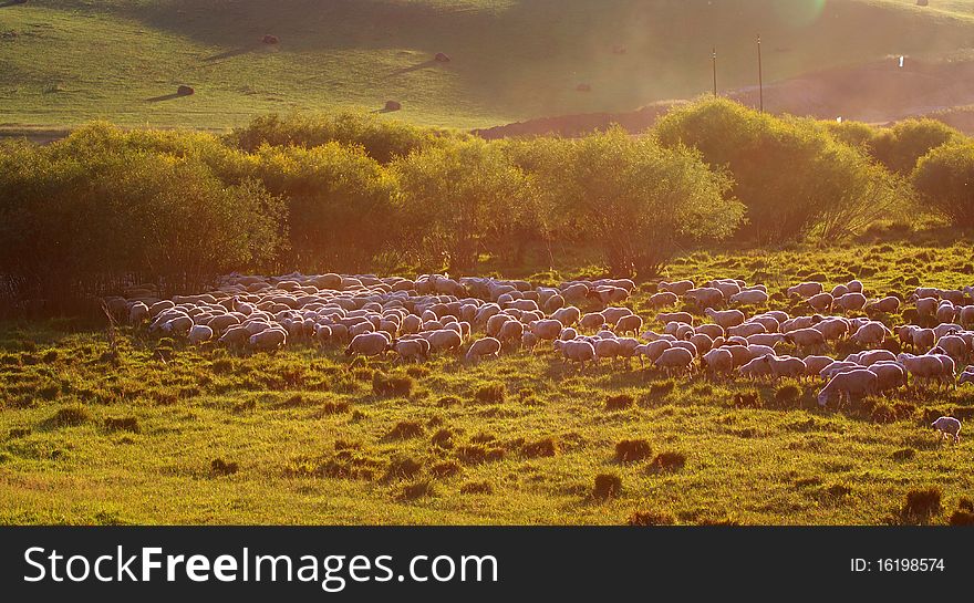 A Group Of Sheep
