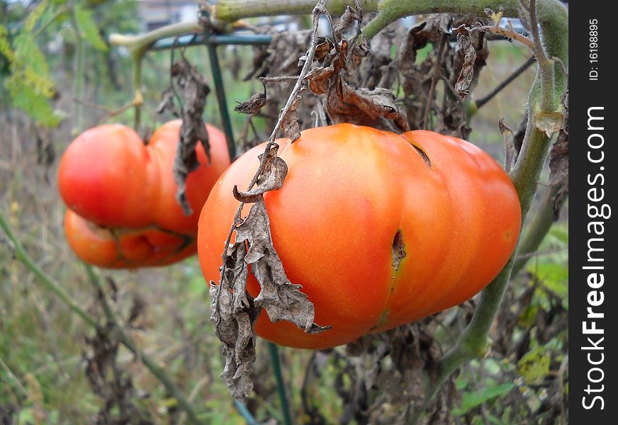 Past-ripe red tomatoes on the vine at harvest time. Past-ripe red tomatoes on the vine at harvest time