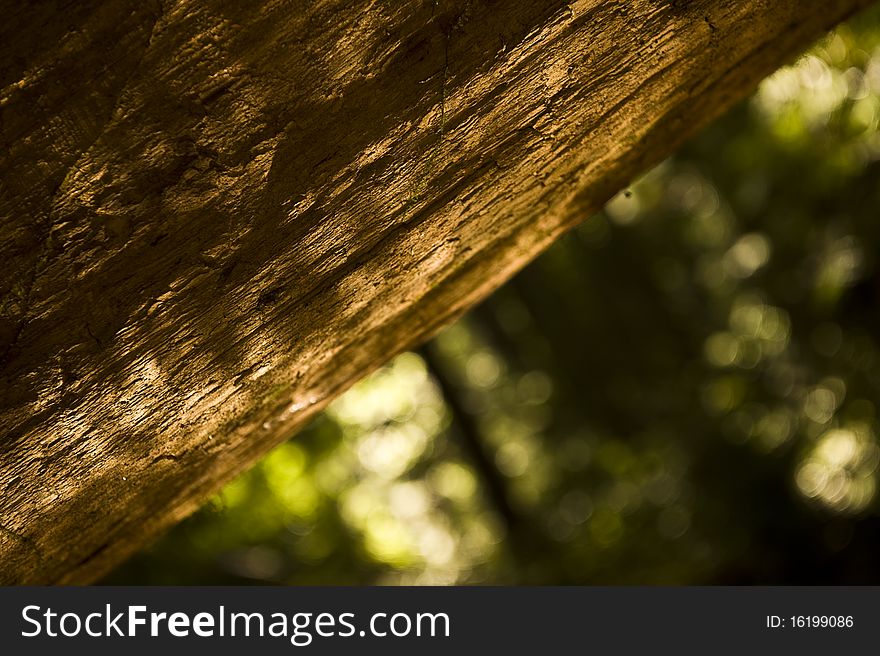 A close up of the Giant Sequoia Tree