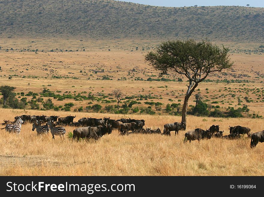 Kenya's Maasai Mara Animal Migration