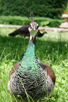 Peacock Stock Photo