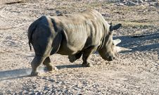 White Rhinoceros Stock Photos
