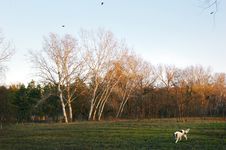 Autumn Meadow With Dog And Trees Stock Image Autumn Meadow With Dog And Trees Stock Image