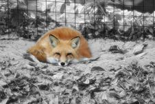 Fox Stock Images