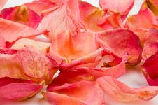 Red Rose Petals Royalty Free Stock Image Red Rose Petals Royalty Free Stock Image