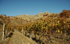 Autumn Vineyard Royalty Free Stock Photo Autumn Vineyard Royalty Free Stock Photo