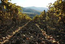 Vineyard Stock Photography Vineyard Stock Photography