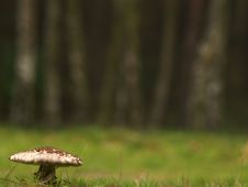 Toadstool Royalty Free Stock Photography Toadstool Royalty Free Stock Photography