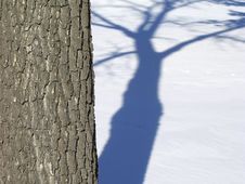 Shadows Of A Tree On Snow Royalty Free Stock Photography