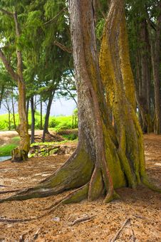 Old Tree Royalty Free Stock Photo Old Tree Royalty Free Stock Photo