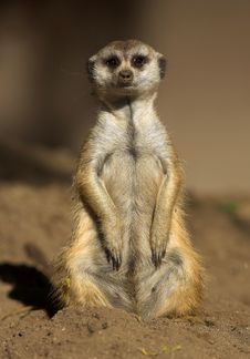 Ground Squirrel Royalty Free Stock Images Ground Squirrel Royalty Free Stock Images