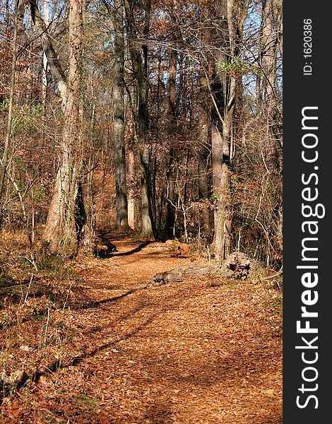 A wooded trail through a winter forest. A wooded trail through a winter forest