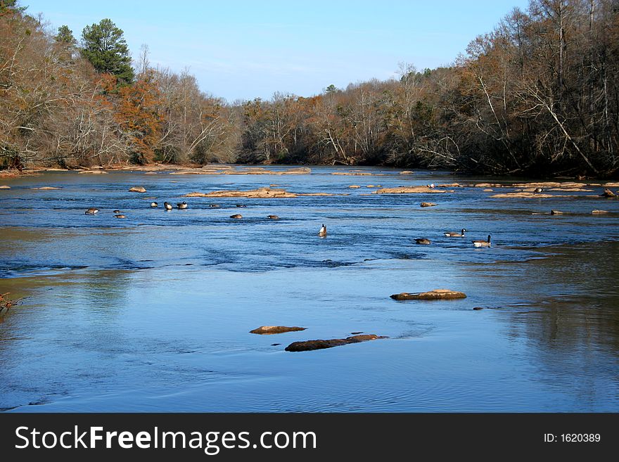 Ducks feeding on river during the winter. Ducks feeding on river during the winter