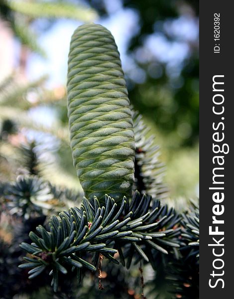 Green cone on the pine tree