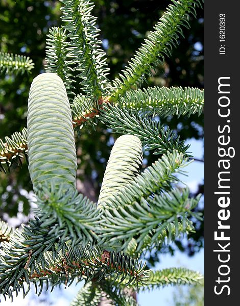 Green cones on the pine tree