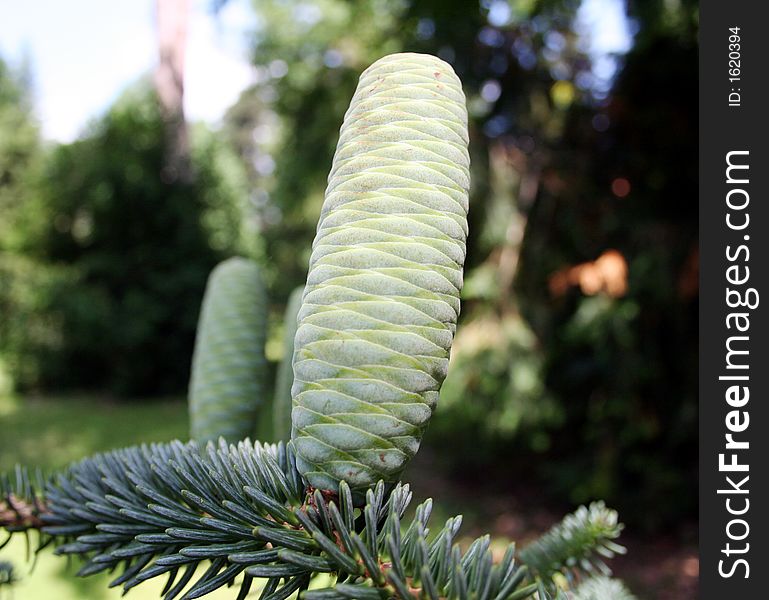 Green cone on the pine tree