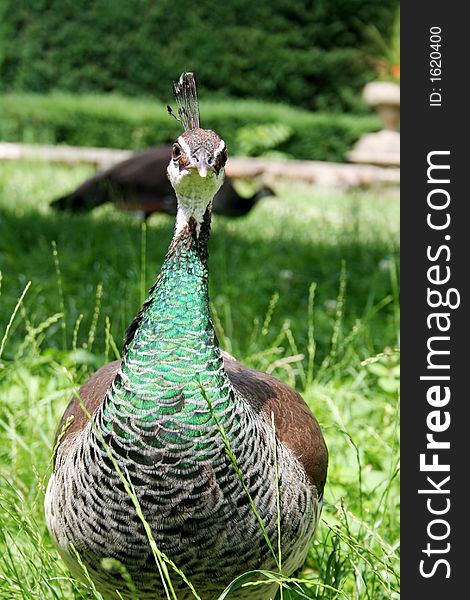Pretty peacock in the garden