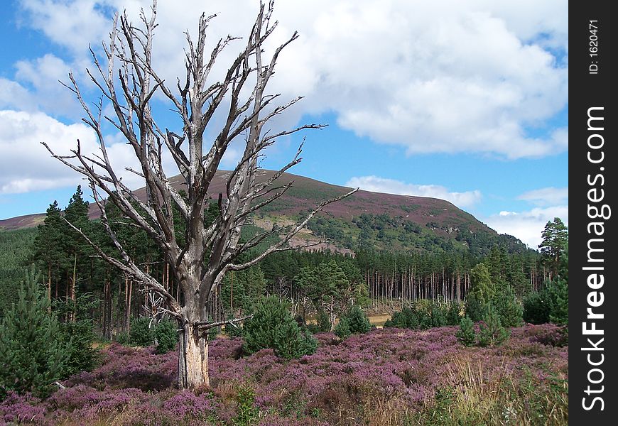 Dead tree in heather covered landscape scotland