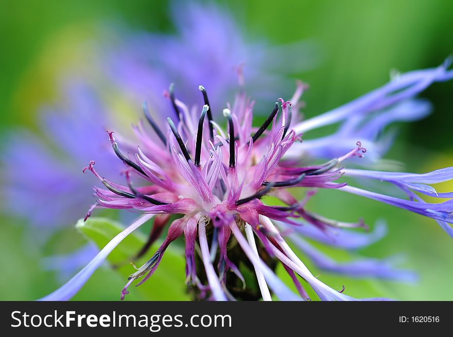 Macro photo of a blue flower