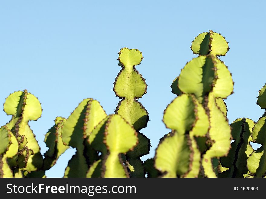 Macro shot of a cactus. Macro shot of a cactus