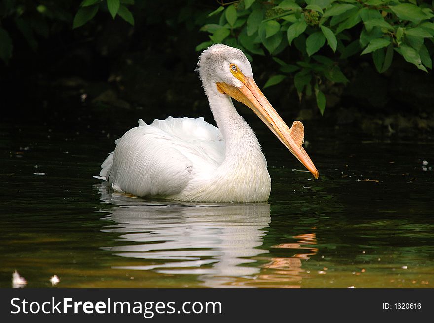 Pelican swimming in lake close-up. Pelican swimming in lake close-up