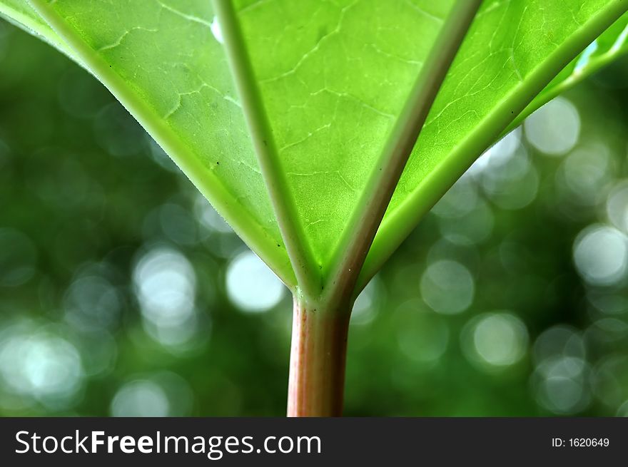 A huge green leaf with blur background