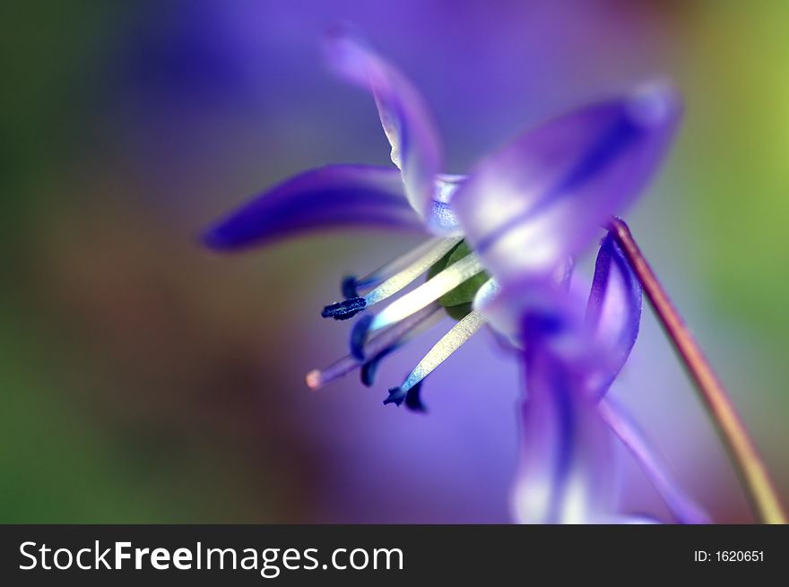 Macro photo of a blue flower