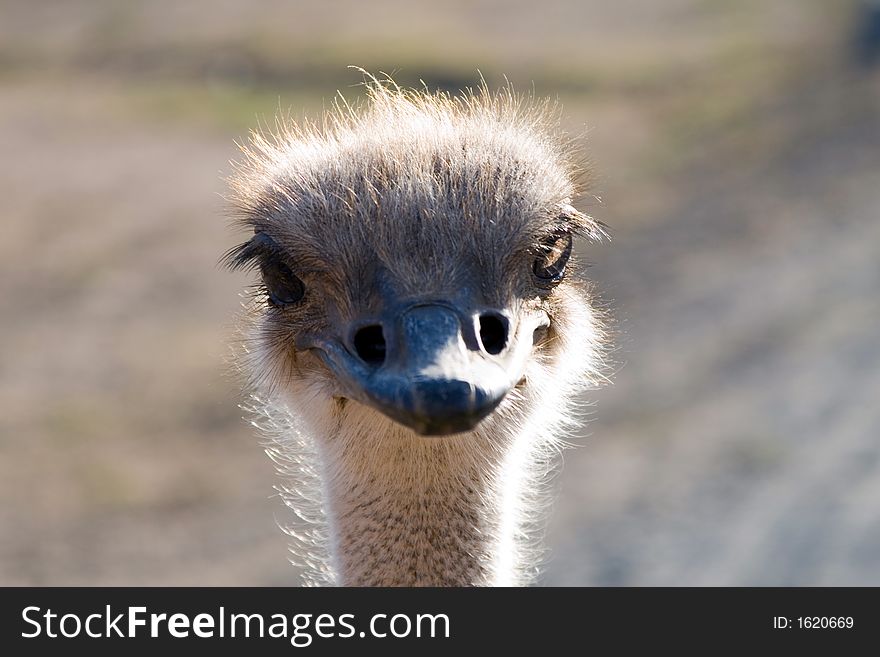 Head shot of an ostrich. Head shot of an ostrich