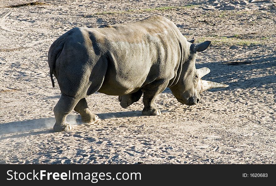 White (square-lipped) rhinoceros, South Africa. White (square-lipped) rhinoceros, South Africa