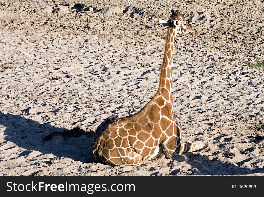 Giraffe sitting down in sand. Giraffe sitting down in sand