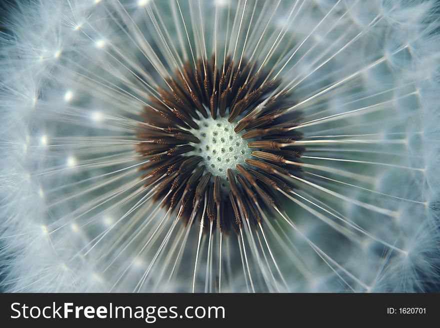 close up photo of a dandelion