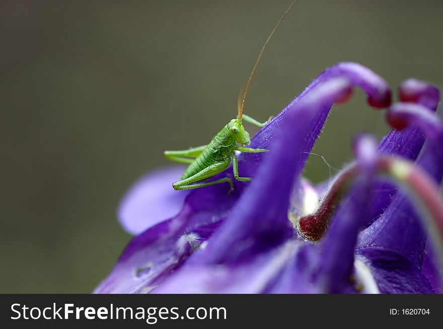 A grasshopper on blue flower