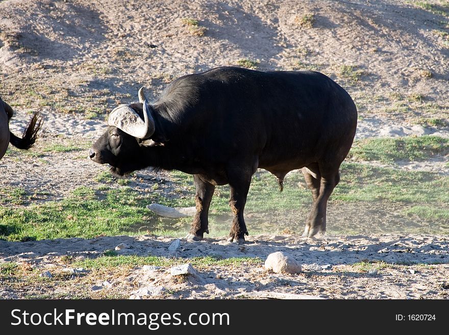 Buffalo standing alone in the desert