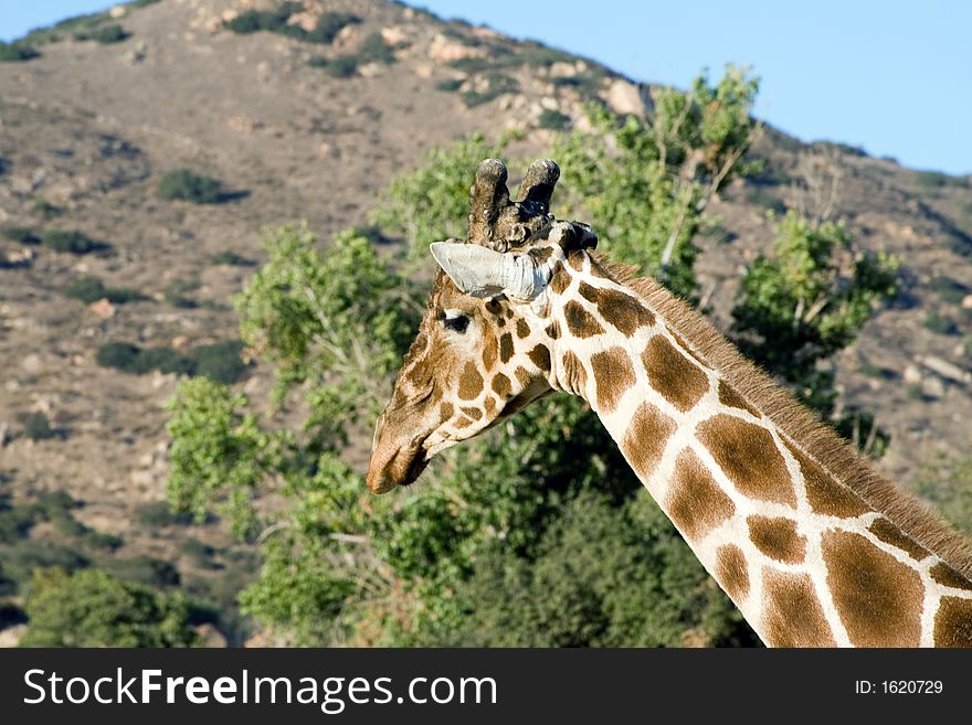 Close up shot of a giraffe. Close up shot of a giraffe