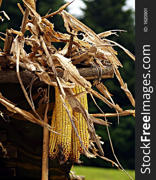 Dried corn set up as decoration