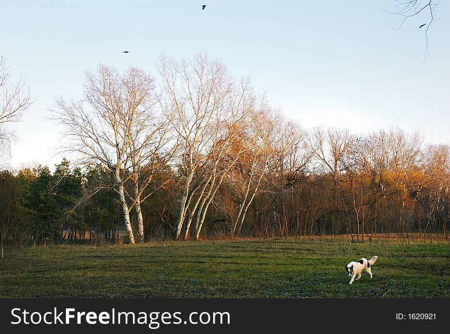 Autumn Meadow With Dog And Trees