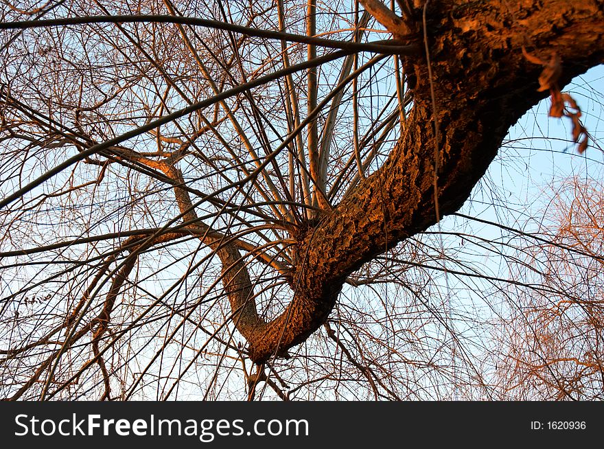 Curved branch on sky background