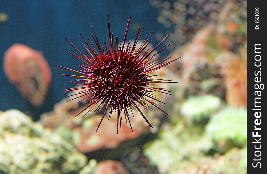 Close-up of Red Sea-urchin. Close-up of Red Sea-urchin